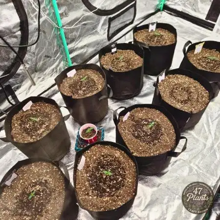 TROPICAL 10 PLANT RUN