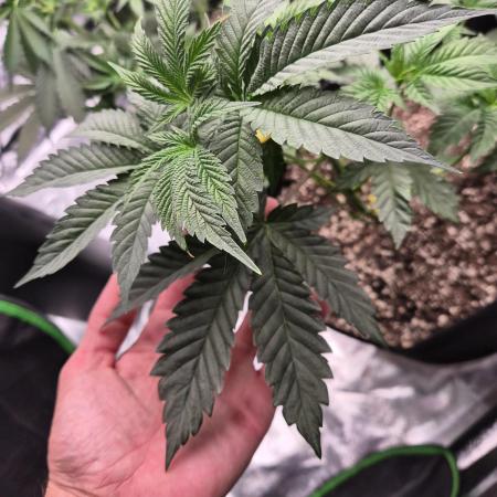 🐔Chicken & Wafflez