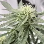 TROPICAL 10 PLANT RUN