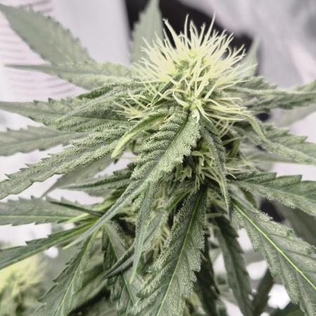 TROPICAL 10 PLANT RUN