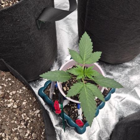 TROPICAL 10 PLANT RUN