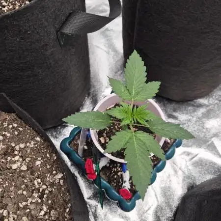 TROPICAL 10 PLANT RUN