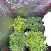 First properly done grow: Failed harvest