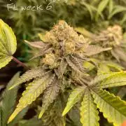 First properly done grow: Failed harvest