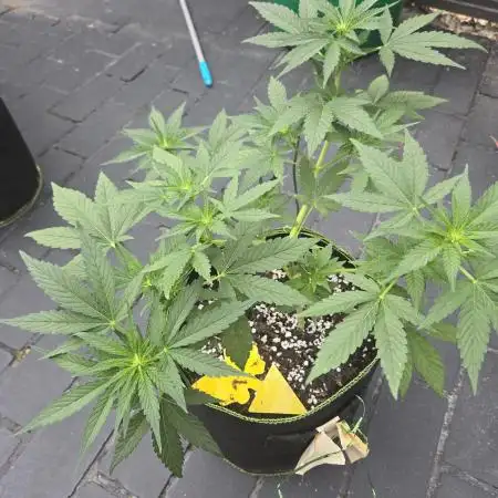 First Autos UK