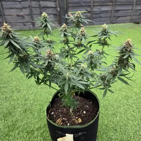 First Autos UK