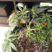 Strength and Medical Mass