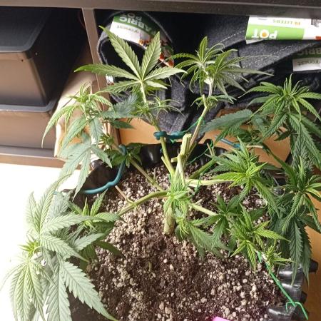 Strength and Medical Mass