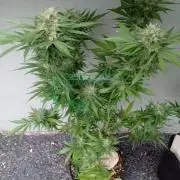 I know what you planted last summer