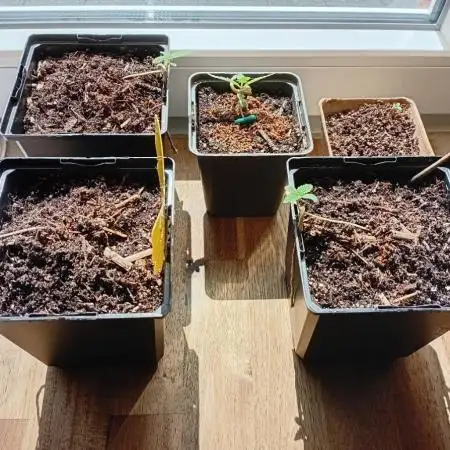 Gardentherapy or how I became Growaddict