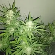 Green Thumbs at the Traphouse