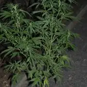 Green Thumbs at the Traphouse