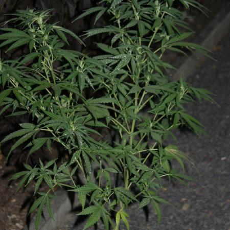 Green Thumbs at the Traphouse