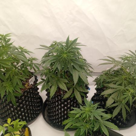 Shady indoor garden 🔥