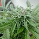 (Keine)Batzen Maybee ? Part 2