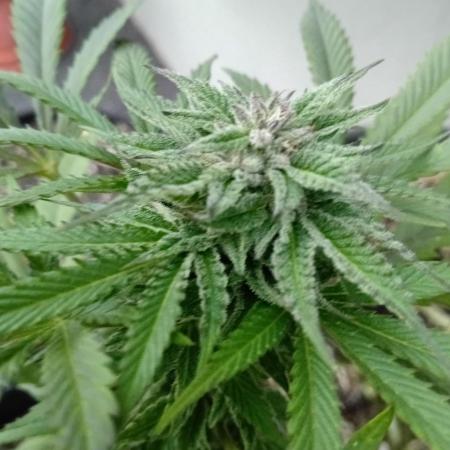 (Keine)Batzen Maybee ? Part 2