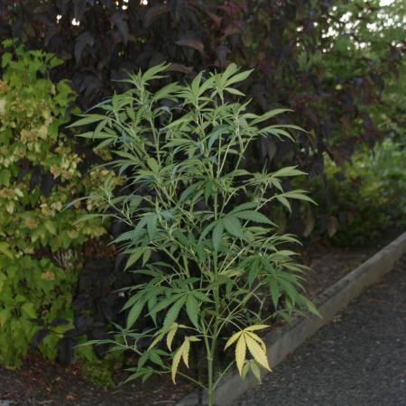 Green Thumbs at the Traphouse