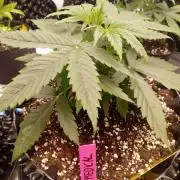 Strength and Medical Mass