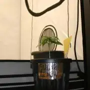 Green Thumbs at the Traphouse