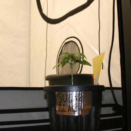 Green Thumbs at the Traphouse