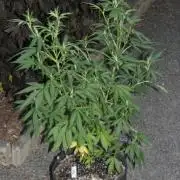 Photosynthesis on the Burnerphone