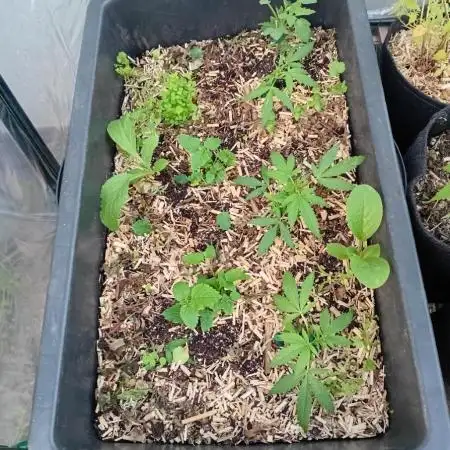 Gardentherapy or how I became Growaddict