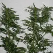 Green Thumbs at the Traphouse