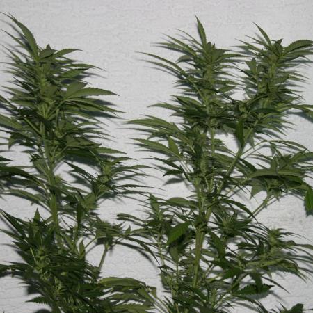 Green Thumbs at the Traphouse