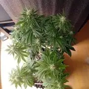 Shady indoor garden 🔥