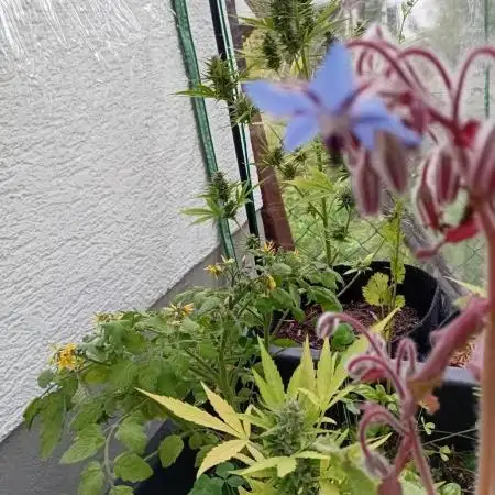 Gardentherapy or how I became Growaddict
