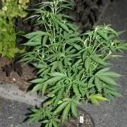 Green Thumbs at the Traphouse