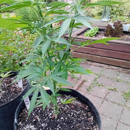 I know what you planted last summer