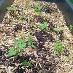 Gardentherapy or how I became Growaddict