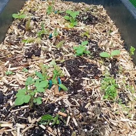 Gardentherapy or how I became Growaddict