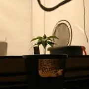 I know what you planted last summer