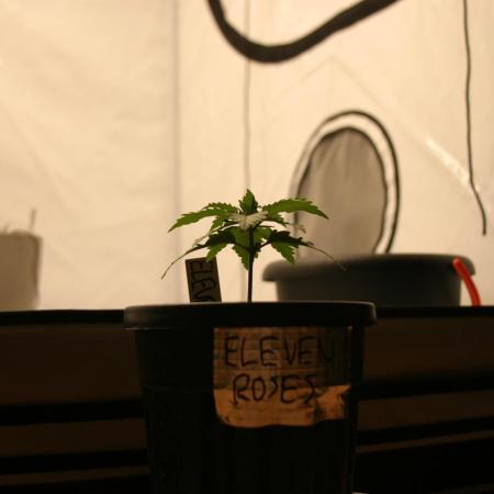 I know what you planted last summer