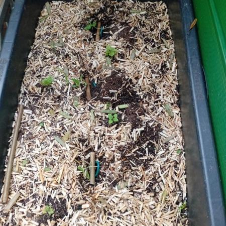 Gardentherapy or how I became Growaddict