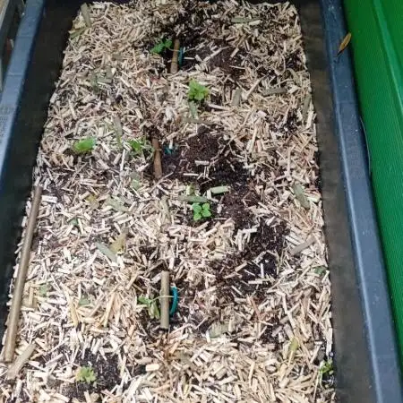 Gardentherapy or how I became Growaddict