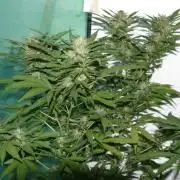 Green Thumbs at the Traphouse