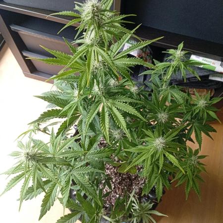 Replace me if you can