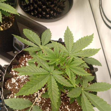 Replace me if you can