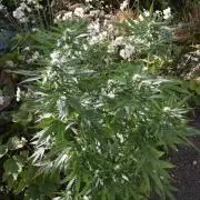 I know what you planted last summer