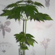 Photosynthesis on the Burnerphone