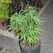 I know what you planted last summer