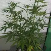 I know what you planted last summer