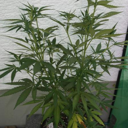 I know what you planted last summer
