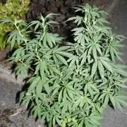Photosynthesis on the Burnerphone