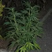 I know what you planted last summer