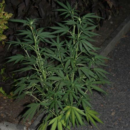 I know what you planted last summer