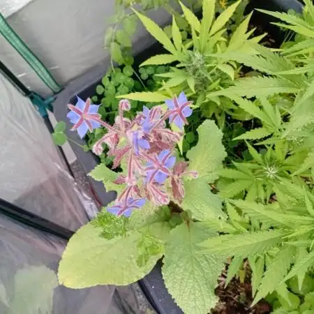 Gardentherapy or how I became Growaddict